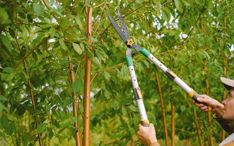 Tree trimming in Minneola, KS